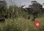 Image of United States1st Cavalry Division Vietnam, 1965, second 53 stock footage video 65675045322