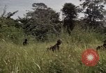 Image of United States1st Cavalry Division Vietnam, 1965, second 54 stock footage video 65675045322