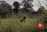Image of United States1st Cavalry Division Vietnam, 1965, second 59 stock footage video 65675045322