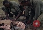 Image of United States1st Cavalry Division Vietnam, 1965, second 60 stock footage video 65675045324
