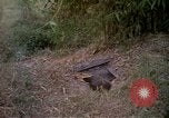 Image of 173rd Airborne Brigade Vietnam, 1966, second 9 stock footage video 65675045344