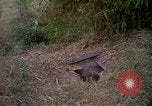 Image of 173rd Airborne Brigade Vietnam, 1966, second 10 stock footage video 65675045344