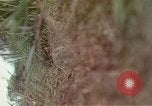 Image of 173rd Airborne Brigade Vietnam, 1966, second 57 stock footage video 65675045344