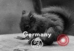 Immagine di Lo scoiattolo Hannover Germania, 1951, secondo 1 filmato di repertorio 65675045401