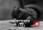 Immagine di Lo scoiattolo Hannover Germania, 1951, secondo 3 filmato di repertorio 65675045401