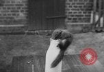 Immagine di Lo scoiattolo Hannover Germania, 1951, secondo 7 filmato di repertorio 65675045401