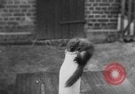 Immagine di Lo scoiattolo Hannover Germania, 1951, secondo 8 filmato di repertorio 65675045401