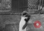Immagine di Lo scoiattolo Hannover Germania, 1951, secondo 9 filmato di repertorio 65675045401