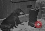 Immagine di Lo scoiattolo Hannover Germania, 1951, secondo 17 filmato di repertorio 65675045401