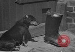 Immagine di Lo scoiattolo Hannover Germania, 1951, secondo 19 filmato di repertorio 65675045401