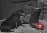 Immagine di Lo scoiattolo Hannover Germania, 1951, secondo 20 filmato di repertorio 65675045401