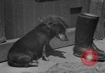 Immagine di Lo scoiattolo Hannover Germania, 1951, secondo 21 filmato di repertorio 65675045401