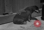 Immagine di Lo scoiattolo Hannover Germania, 1951, secondo 22 filmato di repertorio 65675045401