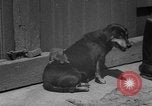 Immagine di Lo scoiattolo Hannover Germania, 1951, secondo 24 filmato di repertorio 65675045401