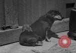 Immagine di Lo scoiattolo Hannover Germania, 1951, secondo 25 filmato di repertorio 65675045401