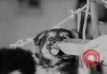 Image of German Shepherd pups Germany, 1952, second 5 stock footage video 65675045417