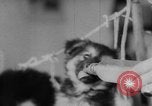 Image of German Shepherd pups Germany, 1952, second 6 stock footage video 65675045417
