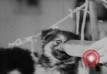 Image of German Shepherd pups Germany, 1952, second 7 stock footage video 65675045417