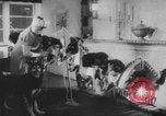Image of German Shepherd pups Germany, 1952, second 8 stock footage video 65675045417