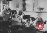 Image of German Shepherd pups Germany, 1952, second 9 stock footage video 65675045417