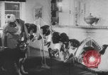 Image of German Shepherd pups Germany, 1952, second 10 stock footage video 65675045417