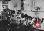 Image of German Shepherd pups Germany, 1952, second 11 stock footage video 65675045417
