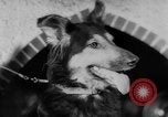 Image of German Shepherd pups Germany, 1952, second 13 stock footage video 65675045417