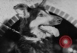 Image of German Shepherd pups Germany, 1952, second 14 stock footage video 65675045417