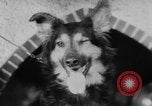 Image of German Shepherd pups Germany, 1952, second 15 stock footage video 65675045417