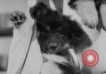 Image of German Shepherd pups Germany, 1952, second 16 stock footage video 65675045417