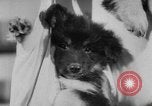 Image of German Shepherd pups Germany, 1952, second 17 stock footage video 65675045417