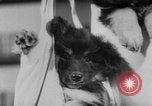 Image of German Shepherd pups Germany, 1952, second 18 stock footage video 65675045417