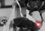 Image of German Shepherd pups Germany, 1952, second 19 stock footage video 65675045417