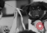 Image of German Shepherd pups Germany, 1952, second 20 stock footage video 65675045417