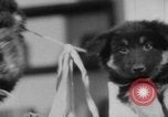 Image of German Shepherd pups Germany, 1952, second 21 stock footage video 65675045417