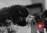 Image of German Shepherd pups Germany, 1952, second 22 stock footage video 65675045417