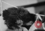 Image of German Shepherd pups Germany, 1952, second 23 stock footage video 65675045417