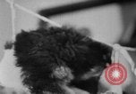 Image of German Shepherd pups Germany, 1952, second 24 stock footage video 65675045417