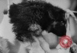 Image of German Shepherd pups Germany, 1952, second 25 stock footage video 65675045417