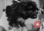 Image of German Shepherd pups Germany, 1952, second 26 stock footage video 65675045417