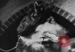 Image of German Shepherd pups Germany, 1952, second 27 stock footage video 65675045417