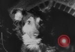 Image of German Shepherd pups Germany, 1952, second 28 stock footage video 65675045417