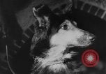 Image of German Shepherd pups Germany, 1952, second 29 stock footage video 65675045417