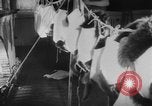 Image of German Shepherd pups Germany, 1952, second 30 stock footage video 65675045417
