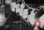 Image of German Shepherd pups Germany, 1952, second 31 stock footage video 65675045417