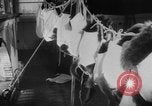 Image of German Shepherd pups Germany, 1952, second 32 stock footage video 65675045417