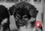 Image of German Shepherd pups Germany, 1952, second 33 stock footage video 65675045417