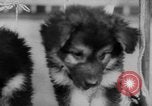 Image of German Shepherd pups Germany, 1952, second 34 stock footage video 65675045417