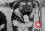Image of German Shepherd pups Germany, 1952, second 35 stock footage video 65675045417