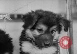 Image of German Shepherd pups Germany, 1952, second 36 stock footage video 65675045417